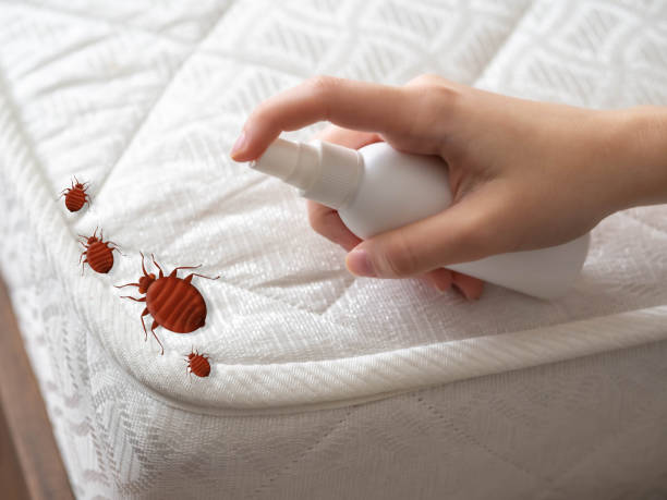 Best Pest Prevention Services  in Running Springs, CA